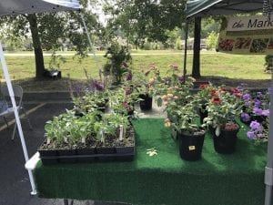 PLANTS